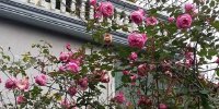 Ngây ngất cây hồng trên 20 năm tuổi nở hoa to bằng miệng chén
