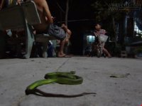 Rắn lục đuôi đỏ đu bên cửa ở Sài Gòn
