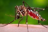 4 căn bệnh nguy hiểm lây truyền từ muỗi có thể bạn chưa biết