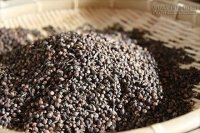 Tác dụng không ngờ của cây vối trong điều trị bệnh tiểu đường