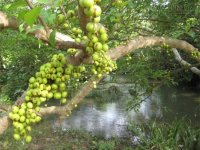 Quả sung hầm thịt nạc Bài thuốc giúp bạn hết cơn đau khớp