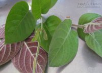 Bài thuốc từ lá mơ lông tốt hơn dùng thuốc