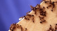 Cách dân gian đuổi kiến diệt kiến không còn 1 con mà không cần xịt thuốc