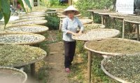 Bài thuốc chữa sỏi thận cho người nghèo của bà lang vùng cao
