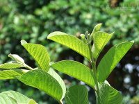 Bị những bệnh này chỉ cần dùng lá ổi là khỏi ngay tức khắc