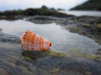 Ốc nhỏ thu mình, bình yên trong vỏ