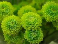 10 Cây cảnh như máy hút bụi khử Benzen, Formaldehyde nên có trong nhà