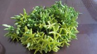 Hoa thiên lý, vừa thơm vừa bổ dưỡng