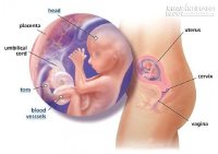 9 điều mà thai nhi sợ nhất khi còn nằm trong túi ối các mẹ cần tránh ngay!