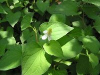 Điểm mặt những công dụng của rau diếp cá