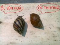 Ốc sên chữa hen suyễn, giải độc hiệu quả