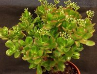 Nên trồng những loại cây hoa này để trừ tà ma và mang đến nhiều tài lộc