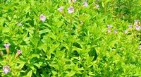 Tuyệt chiêu trị sỏi thận bằng rau ngổ cực công hiệu
