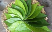 Lá trầu không chữa bách bệnh nhưng lại ít người biết
