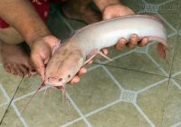 Đà Nẵng: Bắt được cá trê trắng hiếm của hiếm