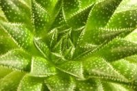 Chỉ cần đặt lưng xuống là sẽ ngủ ngay với những loại cây này