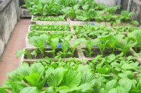 Học cách trồng rau thùng xốp kiểu siêu tiết kiệm thời gian và gọn nhẹ