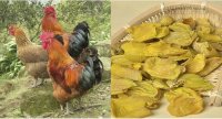 Màng mề gà bổ hơn đông trùng hạ thảo