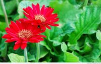 Trồng những cây này tại nhà để tiền vô như nước, tài lộc dồi dào