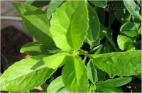 Chữa dứt điểm tiểu đường bằng bài thuốc kỳ diệu không tốn một xu