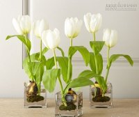 Chọn cây phong thủy để bàn trợ lực nghề nào phát nghề đó