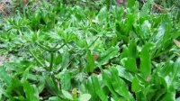 Tuyệt chiêu trị nám da, trị mụn và hôi miệng từ rau mùi tàu