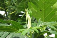 Bài thuốc dân gian chữa bệnh tiểu đường hiệu quả gấp nhiều lần so với dùng thuốc