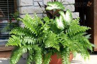 Trồng 3 cây này trong nhà để tránh bức xạ, chất độc và xua tan khói thuốc lá