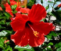 Những bài thuốc dân gian chữa bệnh kinh nguyệt không đều hiệu quả