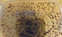 2 mẹo nhỏ khắc tinh của RUỒI chỉ 1 ngày là sạch bóng không còn nửa con