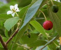 Ăn quả trứng cá có lợi hay có hại?