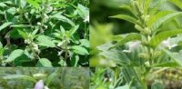 Bài thuốc quý từ hạt vừng trị táo bón, sỏi mật, thoái hóa khớp nhanh chóng
