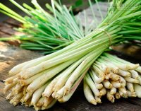 Thải độc gan, thận, bàng quang và tuyến tụy chỉ với thứ nước này