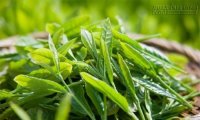 Những loại lá tắm thông dụng và an toàn cho bé