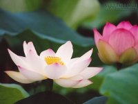 Nhân quả báo ứng khôn cùng, muốn tránh thì đừng làm 5 việc sau