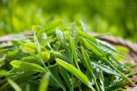 Thực phẩm càng ăn xương càng chắc khỏe