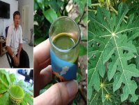 Kể chuyện khỏi bệnh ung thư phổi giai đoạn cuối chỉ với lá đu đủ