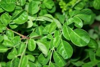6 loại rau bổ mà bà bầu không nên ăn