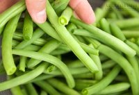 Vì sao muốn khỏe mạnh trong mâm cơm nhà bạn cần đậu cô-ve?