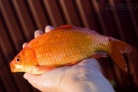 Bác sĩ hướng dẫn mẹ sau sinh cách ăn uống nhanh hồi phục sức khỏe, không tăng cân, con có nhiều sữa bú