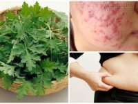Xẹp mụn, da trắng, eo thon chỉ với 1 nắm rau ngải cứu