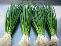 Bài thuốc hay từ cây hành