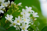 Về Bắc Bộ ngắm hoa trẩu nở rộ dịp tháng 4