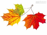 Chọn chiếc lá để đoán mức độ quyến rũ của bạn