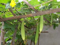 Chỉ cần quả mướp 10 căn bệnh này sẽ tự động biến mất