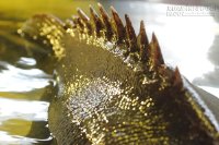 Cá mú nghệ khủng vẫy vùng tại Sài Gòn