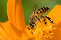 Nếu là ong, bạn sẽ chọn loài hoa nào để hút nhụy