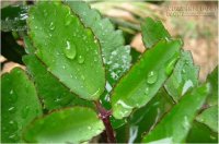 Mẹo dân gian giúp tỉnh rượu trong 10 phút cho dân nhậu