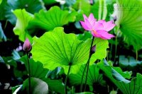 Lá sen, phương thuốc thần kì dành cho những cô nàng béo bụng