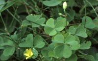Những bài thuốc dân gian trị viêm họng – ho kéo dài